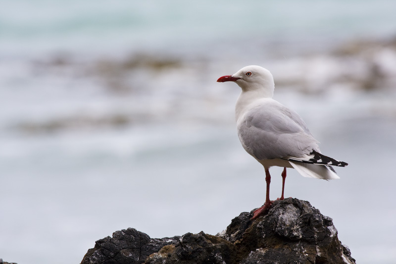 Red-Billed Gull